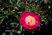 - Paeonia lactiflora 'Winnifred Domme' Double Peony - Mr Maple │ Buy Japanese Maple Trees