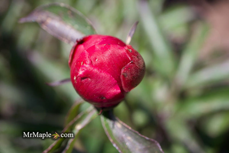 - Paeonia lactiflora 'Winnifred Domme' Double Peony - Mr Maple │ Buy Japanese Maple Trees