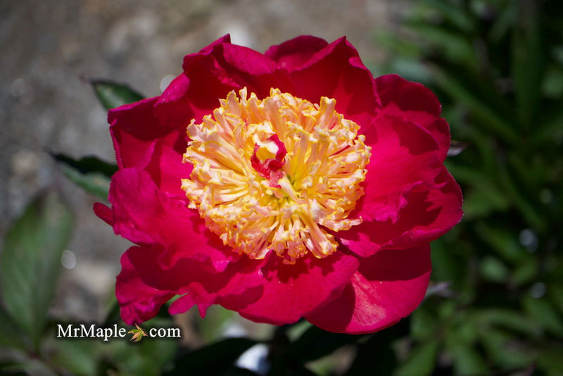 - Paeonia lactiflora 'Winnifred Domme' Double Peony - Mr Maple │ Buy Japanese Maple Trees
