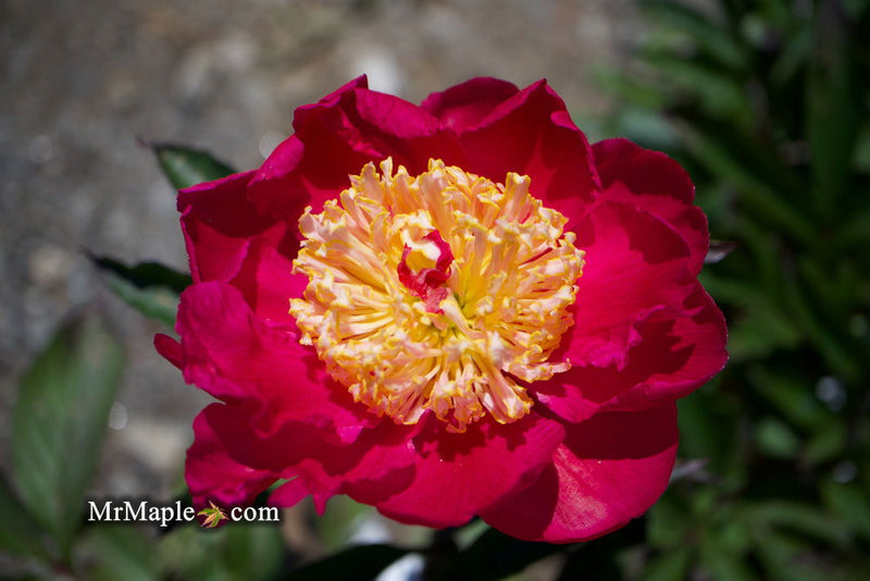 - Paeonia lactiflora 'Winnifred Domme' Double Peony - Mr Maple │ Buy Japanese Maple Trees
