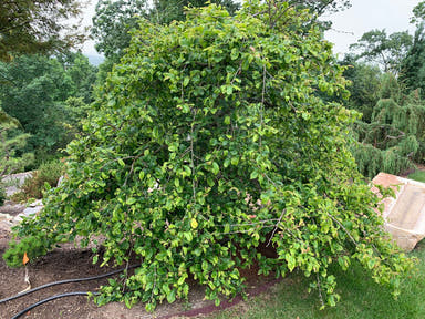 - Parrotia persica 'Kew Weeping' Pendula Persian Ironwood - Mr Maple │ Buy Japanese Maple Trees