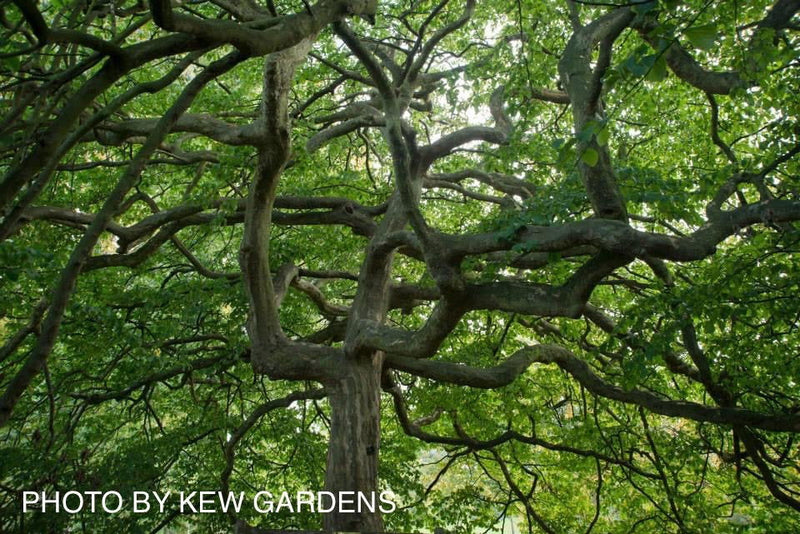- Parrotia persica 'Kew Weeping' Pendula Persian Ironwood - Mr Maple │ Buy Japanese Maple Trees