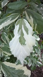 - Parrotia persica 'Lamplighter' Variegated Persian Ironwood - Mr Maple │ Buy Japanese Maple Trees