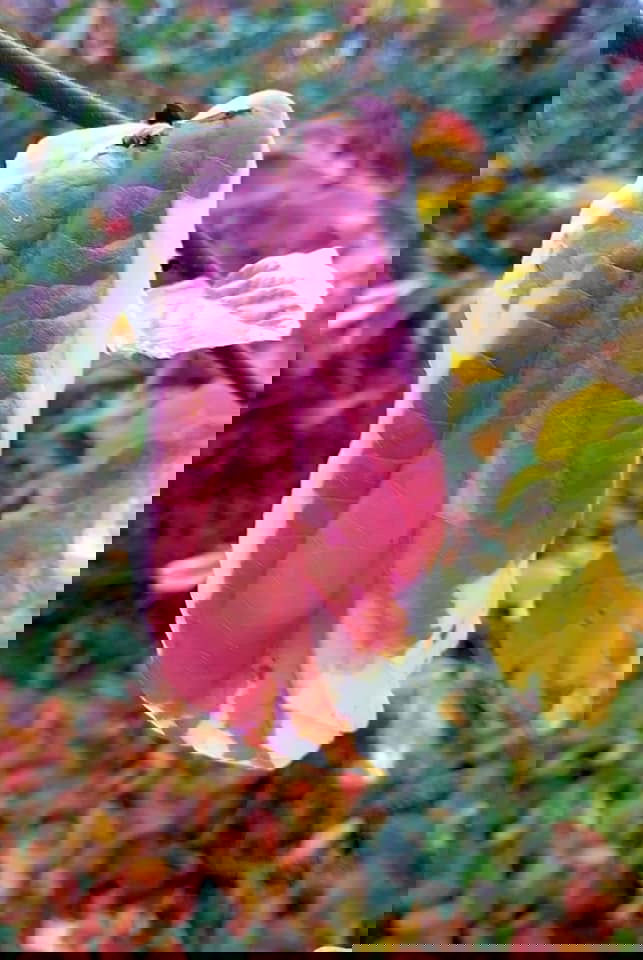 - Parrotia persica 'Lamplighter' Variegated Persian Ironwood - Mr Maple │ Buy Japanese Maple Trees