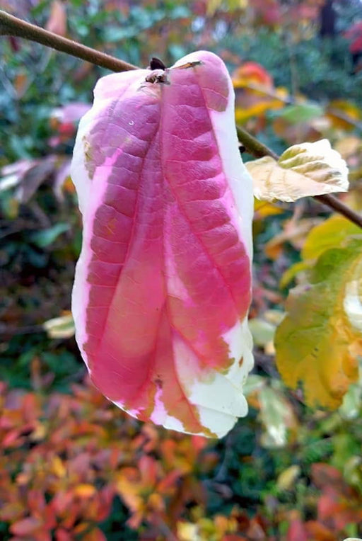 - Parrotia persica 'Lamplighter' Variegated Persian Ironwood - Mr Maple │ Buy Japanese Maple Trees