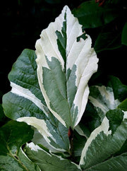 - Parrotia persica 'Lamplighter' Variegated Persian Ironwood - Mr Maple │ Buy Japanese Maple Trees