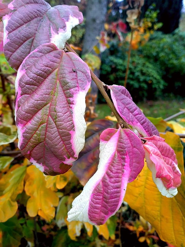 - Parrotia persica 'Lamplighter' Variegated Persian Ironwood - Mr Maple │ Buy Japanese Maple Trees