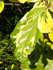 - Parrotia persica 'Lamplighter' Variegated Persian Ironwood - Mr Maple │ Buy Japanese Maple Trees