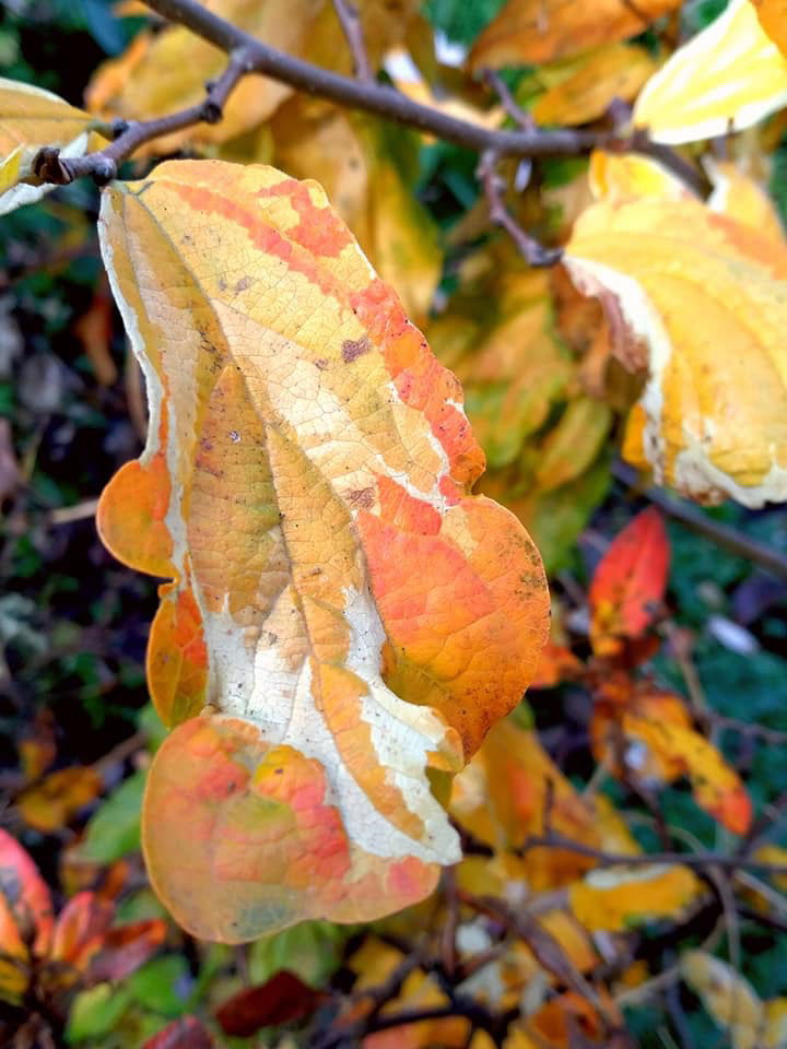 - Parrotia persica 'Lamplighter' Variegated Persian Ironwood - Mr Maple │ Buy Japanese Maple Trees