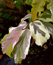 - Parrotia persica 'Lamplighter' Variegated Persian Ironwood - Mr Maple │ Buy Japanese Maple Trees