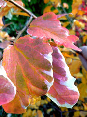 - Parrotia persica 'Lamplighter' Variegated Persian Ironwood - Mr Maple │ Buy Japanese Maple Trees