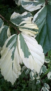 - Parrotia persica 'Lamplighter' Variegated Persian Ironwood - Mr Maple │ Buy Japanese Maple Trees