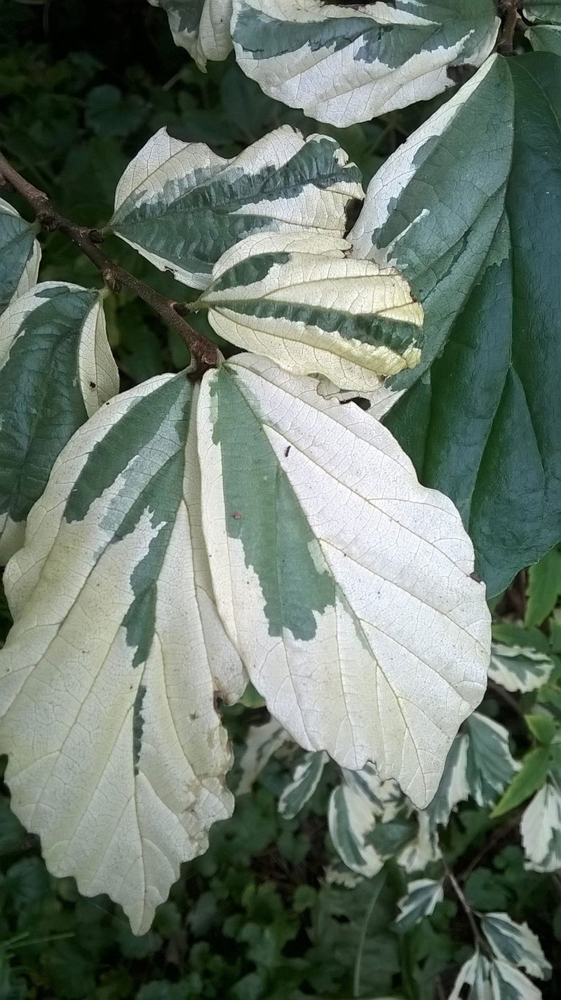 - Parrotia persica 'Lamplighter' Variegated Persian Ironwood - Mr Maple │ Buy Japanese Maple Trees