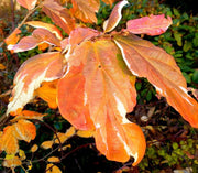 - Parrotia persica 'Lamplighter' Variegated Persian Ironwood - Mr Maple │ Buy Japanese Maple Trees