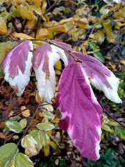 - Parrotia persica 'Lamplighter' Variegated Persian Ironwood - Mr Maple │ Buy Japanese Maple Trees