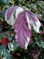 - Parrotia persica 'Lamplighter' Variegated Persian Ironwood - Mr Maple │ Buy Japanese Maple Trees