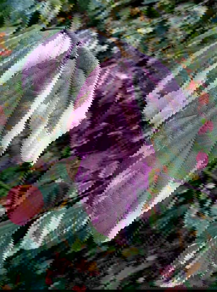 - Parrotia persica 'Lamplighter' Variegated Persian Ironwood - Mr Maple │ Buy Japanese Maple Trees