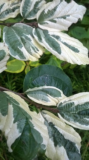 - Parrotia persica 'Lamplighter' Variegated Persian Ironwood - Mr Maple │ Buy Japanese Maple Trees