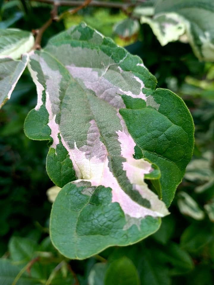 - Parrotia persica 'Lamplighter' Variegated Persian Ironwood - Mr Maple │ Buy Japanese Maple Trees