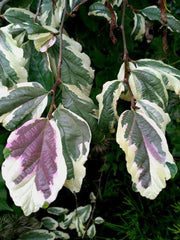 - Parrotia persica 'Lamplighter' Variegated Persian Ironwood - Mr Maple │ Buy Japanese Maple Trees