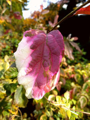 - Parrotia persica 'Lamplighter' Variegated Persian Ironwood - Mr Maple │ Buy Japanese Maple Trees