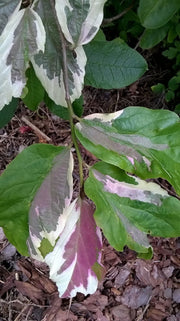 - Parrotia persica 'Lamplighter' Variegated Persian Ironwood - Mr Maple │ Buy Japanese Maple Trees