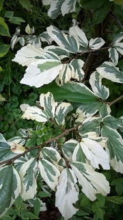 - Parrotia persica 'Lamplighter' Variegated Persian Ironwood - Mr Maple │ Buy Japanese Maple Trees