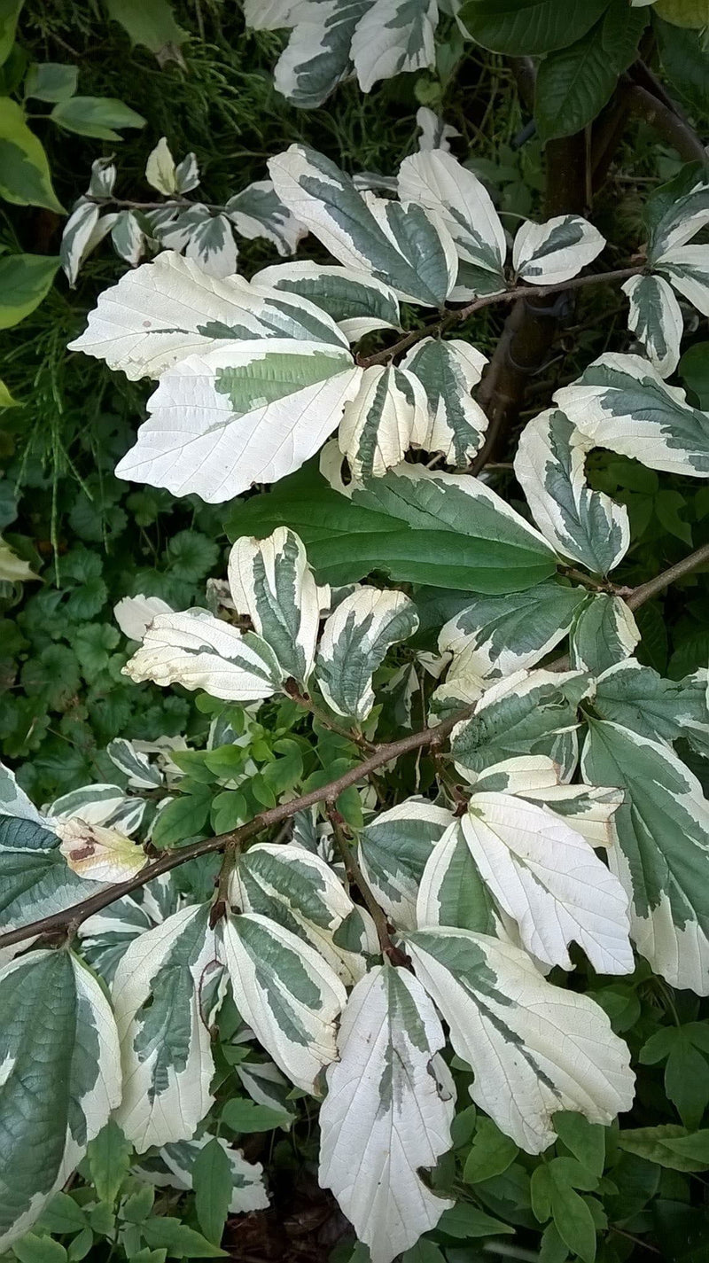- Parrotia persica 'Lamplighter' Variegated Persian Ironwood - Mr Maple │ Buy Japanese Maple Trees