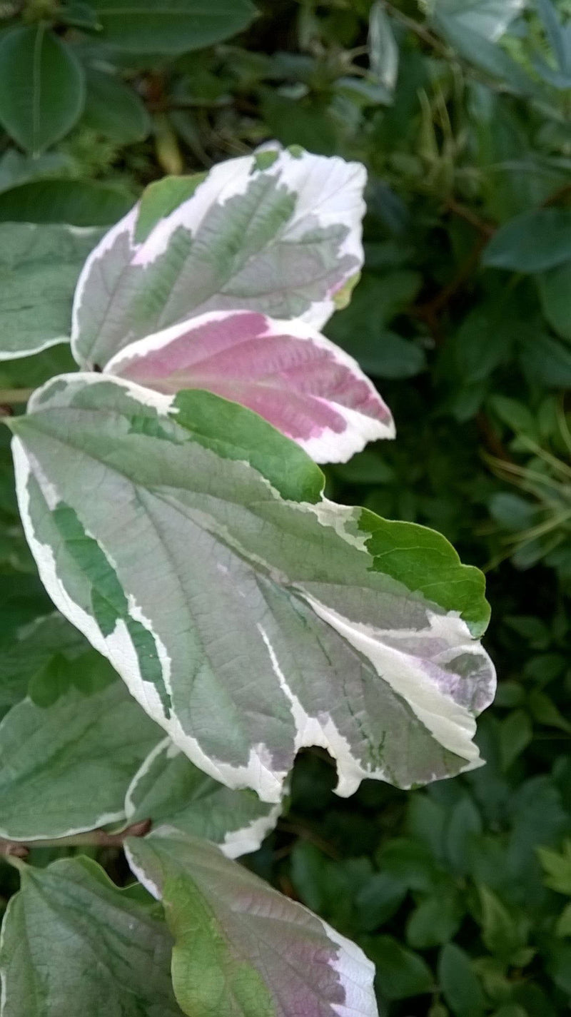- Parrotia persica 'Lamplighter' Variegated Persian Ironwood - Mr Maple │ Buy Japanese Maple Trees