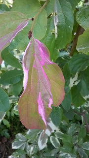 - Parrotia persica 'Lamplighter' Variegated Persian Ironwood - Mr Maple │ Buy Japanese Maple Trees
