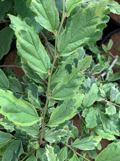 - Parrotia persica 'Persian Lace' Variegated Persian Ironwood - Mr Maple │ Buy Japanese Maple Trees