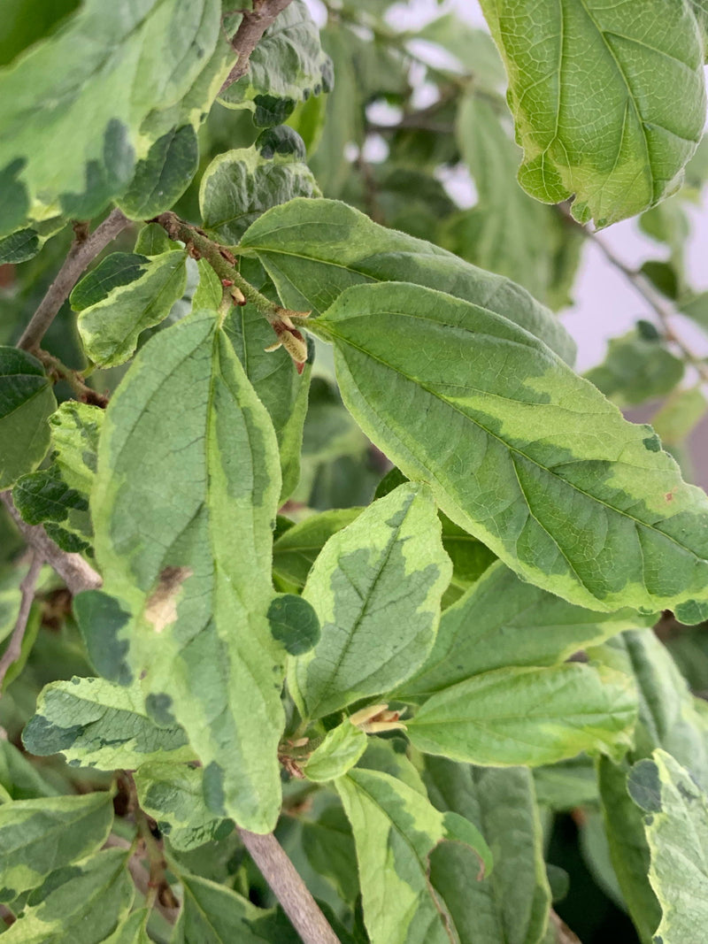 - Parrotia persica 'Persian Lace' Variegated Persian Ironwood - Mr Maple │ Buy Japanese Maple Trees