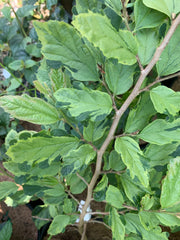 - Parrotia persica 'Persian Lace' Variegated Persian Ironwood - Mr Maple │ Buy Japanese Maple Trees