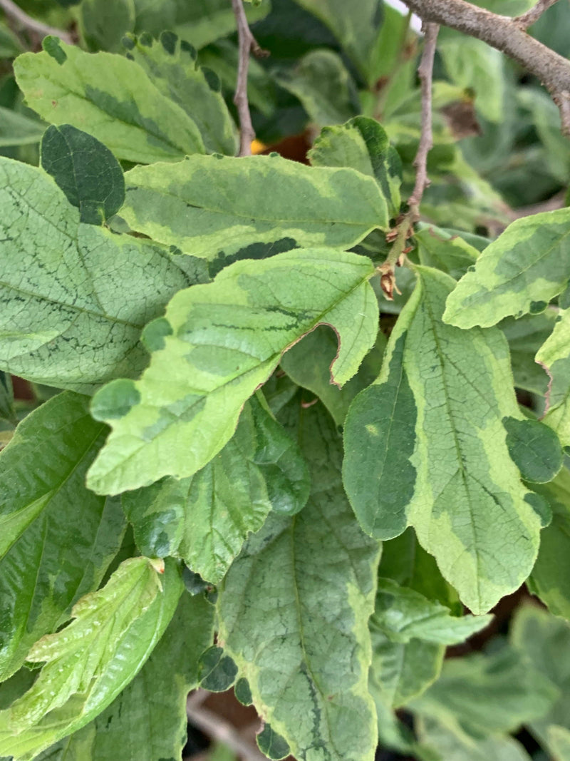 - Parrotia persica 'Persian Lace' Variegated Persian Ironwood - Mr Maple │ Buy Japanese Maple Trees