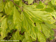 - Parrotia persica 'Persian Lace' Variegated Persian Ironwood - Mr Maple │ Buy Japanese Maple Trees