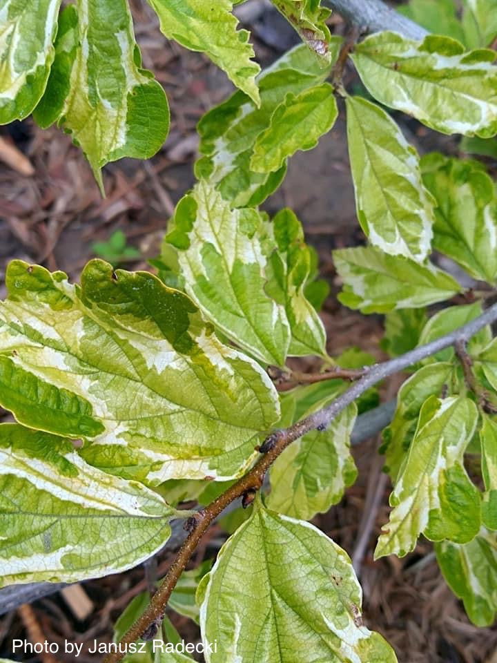 - Parrotia persica 'Persian Lace' Variegated Persian Ironwood - Mr Maple │ Buy Japanese Maple Trees