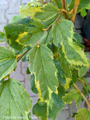 - Parrotia persica 'Persian Lace' Variegated Persian Ironwood - Mr Maple │ Buy Japanese Maple Trees