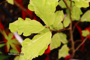 - Parrotia persica 'Persian Lace' Variegated Persian Ironwood - Mr Maple │ Buy Japanese Maple Trees