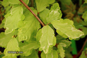 - Parrotia persica 'Persian Lace' Variegated Persian Ironwood - Mr Maple │ Buy Japanese Maple Trees