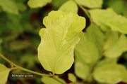 - Parrotia persica 'Persian Lace' Variegated Persian Ironwood - Mr Maple │ Buy Japanese Maple Trees