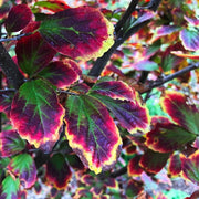 - Parrotia persica 'Persian Spire™' Columnar Persian Ironwood - Mr Maple │ Buy Japanese Maple Trees