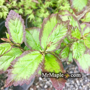 - Parrotia persica 'Persian Spire™' Columnar Persian Ironwood - Mr Maple │ Buy Japanese Maple Trees
