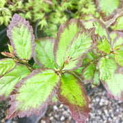 - Parrotia persica 'Persian Spire™' Columnar Persian Ironwood - Mr Maple │ Buy Japanese Maple Trees