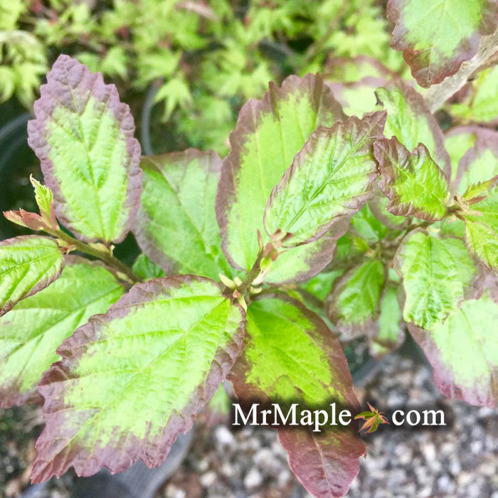 FOR PICK UP ONLY | Parrotia persica 'Persian Spire™' Columnar Persian Ironwood | DOES NOT SHIP