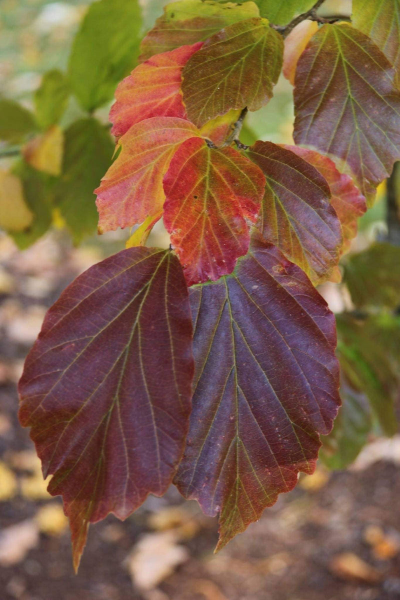- Parrotia persica 'Ruby Vase’ Persian Ironwood - Mr Maple │ Buy Japanese Maple Trees