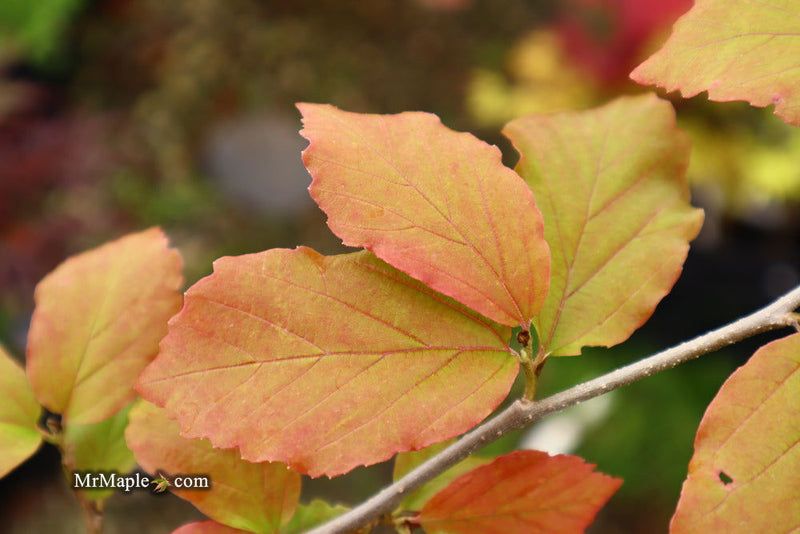 - Parrotia persica 'Vanessa' Tight Upright Persian Ironwood - Mr Maple │ Buy Japanese Maple Trees