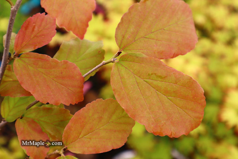 - Parrotia persica 'Vanessa' Tight Upright Persian Ironwood - Mr Maple │ Buy Japanese Maple Trees