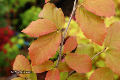 - Parrotia persica 'Vanessa' Tight Upright Persian Ironwood - Mr Maple │ Buy Japanese Maple Trees