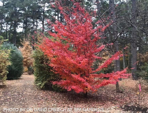 - Parrotia subaequalis Chinese Ironwood - Mr Maple │ Buy Japanese Maple Trees