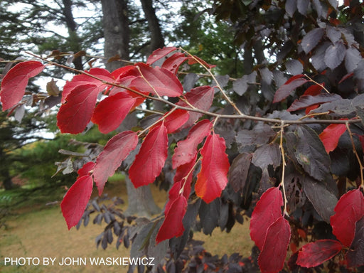 - Parrotia subaequalis Chinese Ironwood - Mr Maple │ Buy Japanese Maple Trees